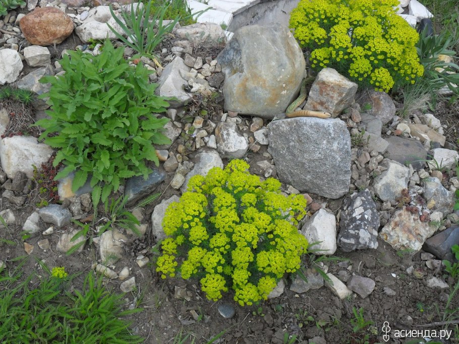 Молочай растение медонос