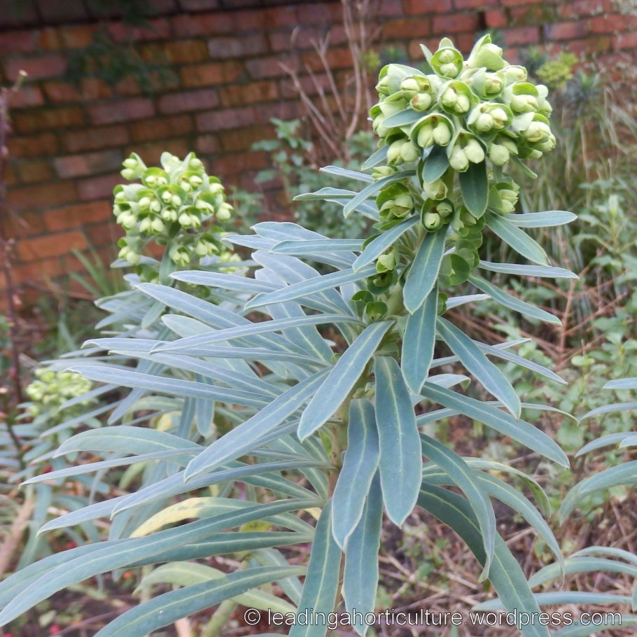 Молочай харациас wulfenii