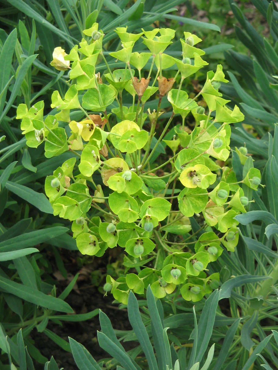 Amandelwolfsmelk euphorbia молочай