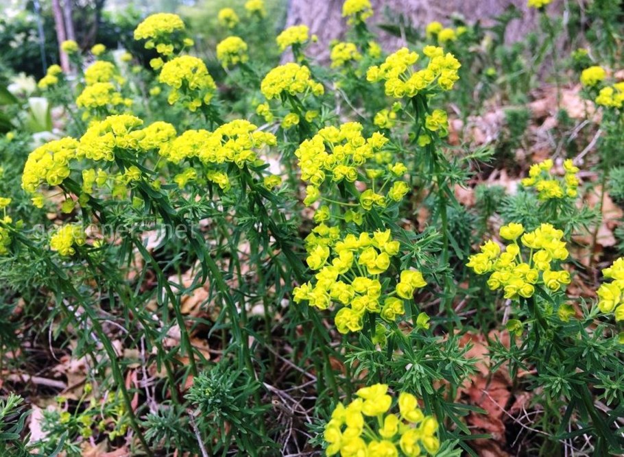 Молочай (Euphorbia)