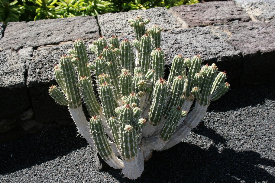 Euphorbia nova ranohira