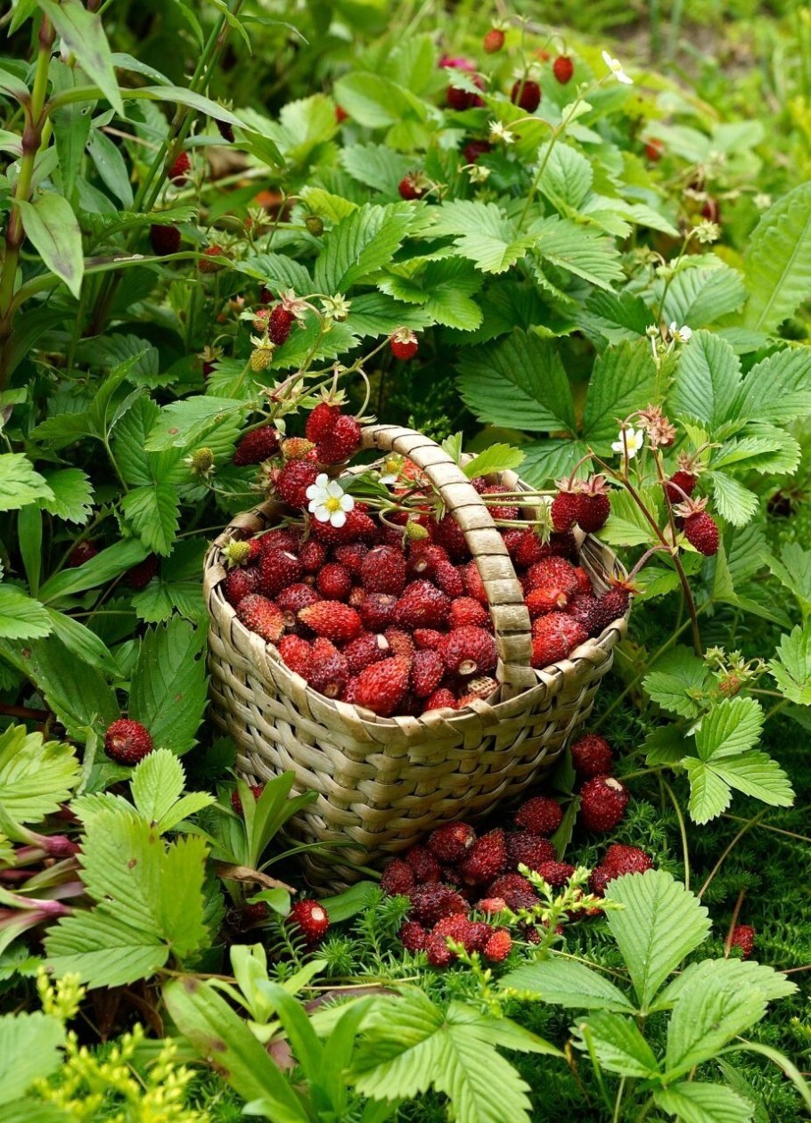 Земляника Полевая и Лесная земляника