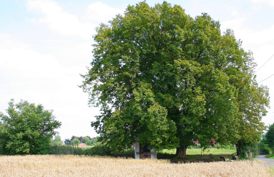 Граб (Carpinus betulus)