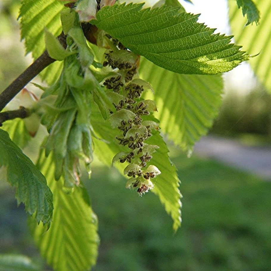 Carpinus betulus