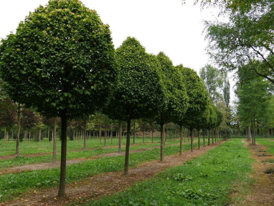 Липа европейская паллида