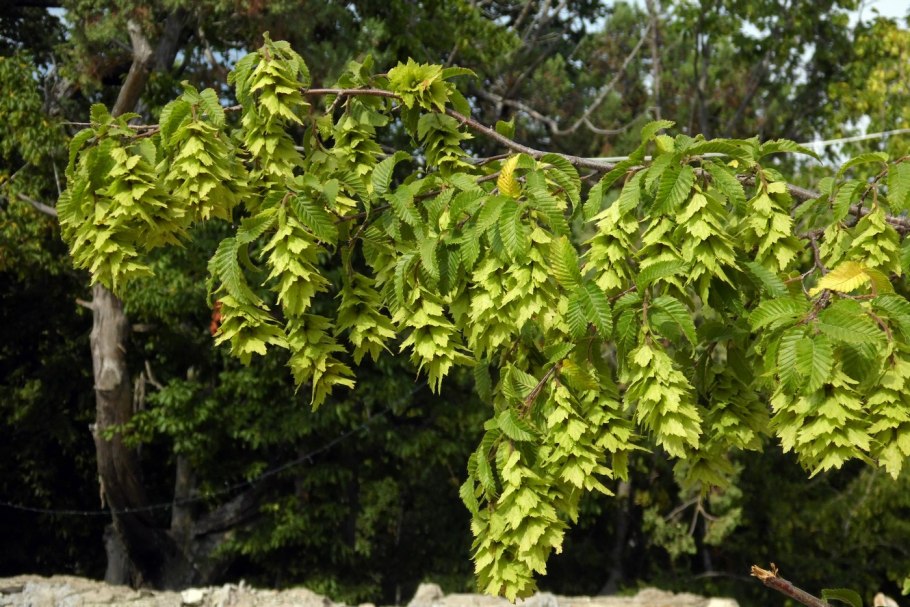 Граб обыкновенный Carpinus betulus