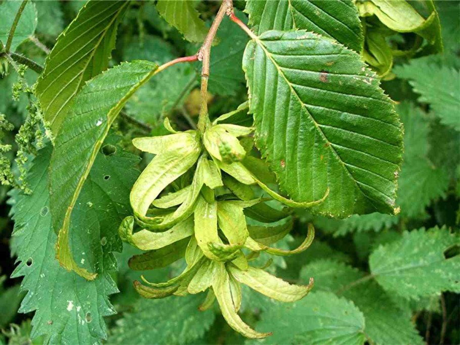 Граб обыкновенный Carpinus betulus