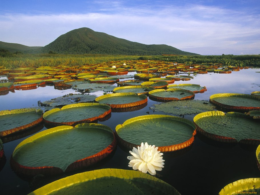 Суккуленты в Мексике
