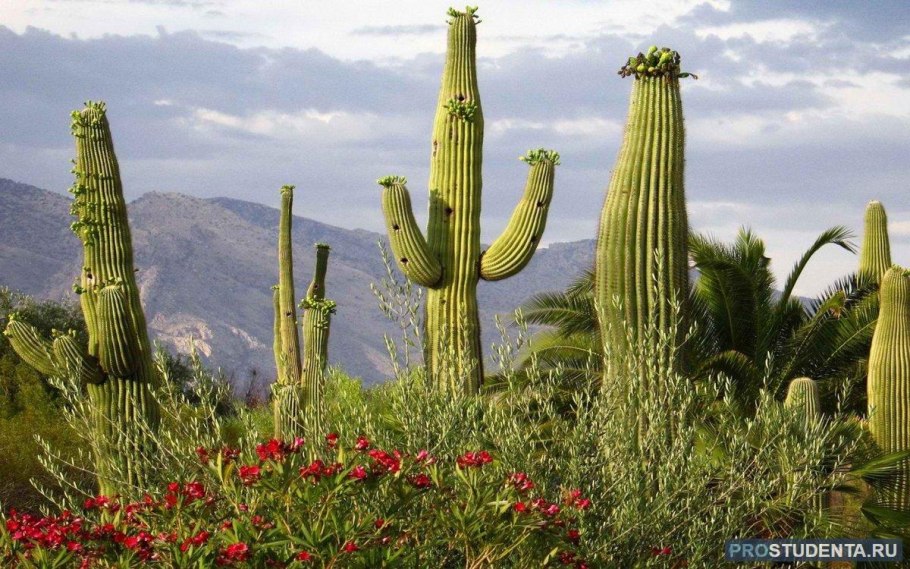 Кактус цереус гигантский