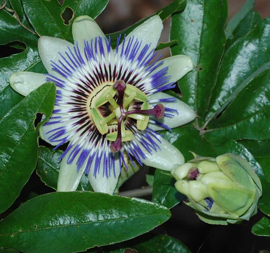 Драконовое дерево Сокотра