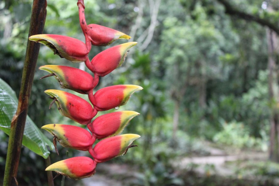 Жакаранда (фиалковое дерево) Кавказ