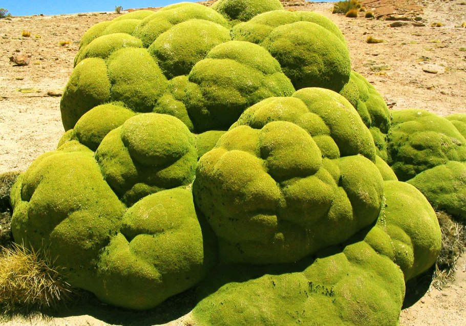 Кактус Сагуаро Северной Америки