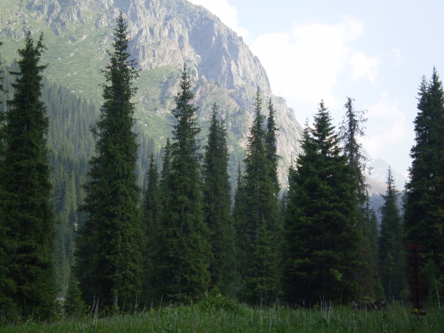 Ель Тянь-Шаньская