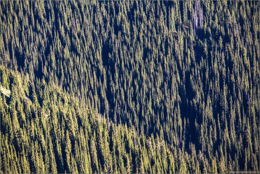 Тянь Шань ель