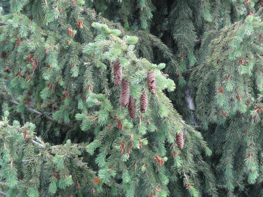 Тянь-Шаньская ель (Picea schrenkiana)