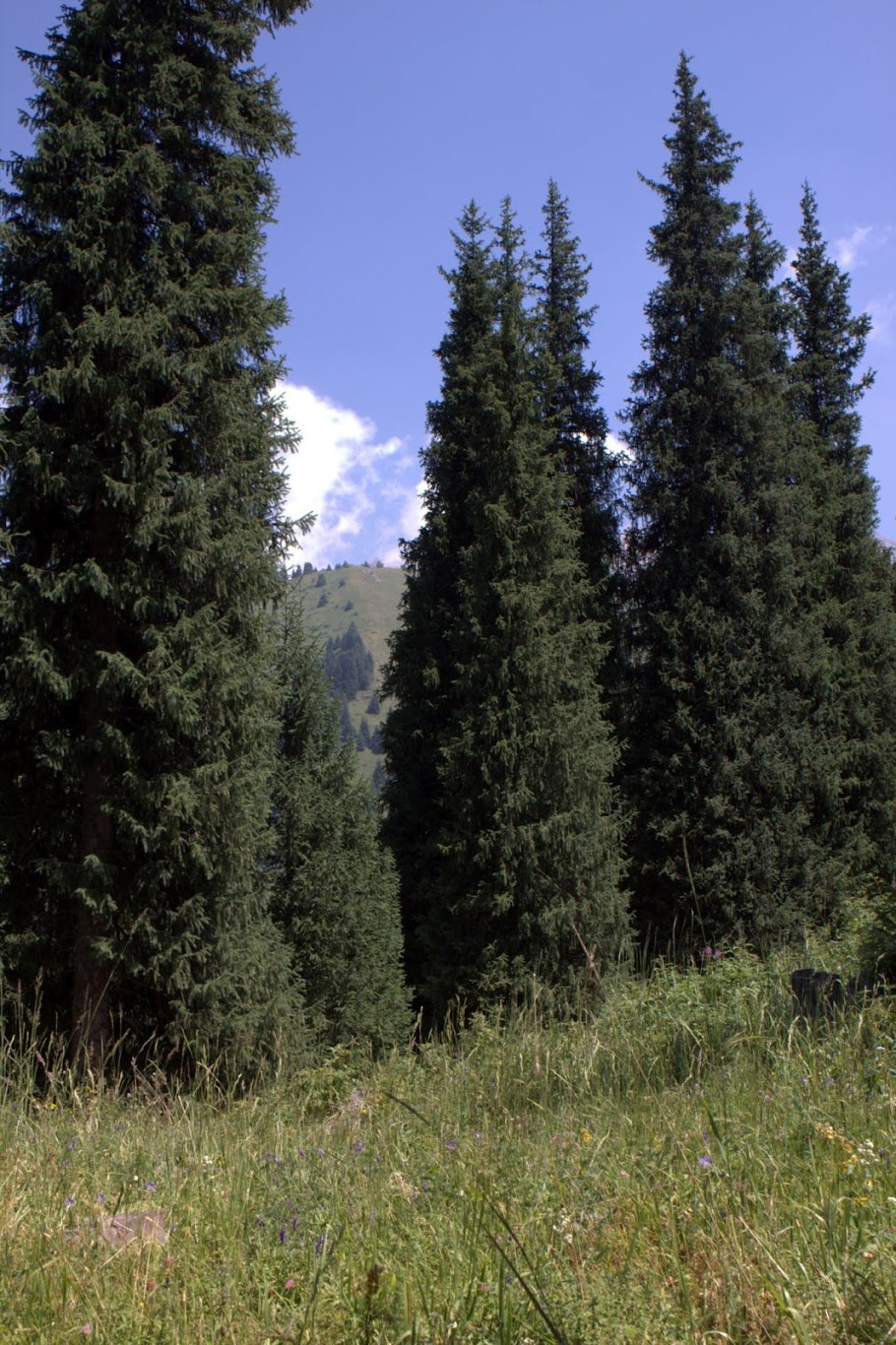 Ель Шренка, или Тянь-Шанская шишки