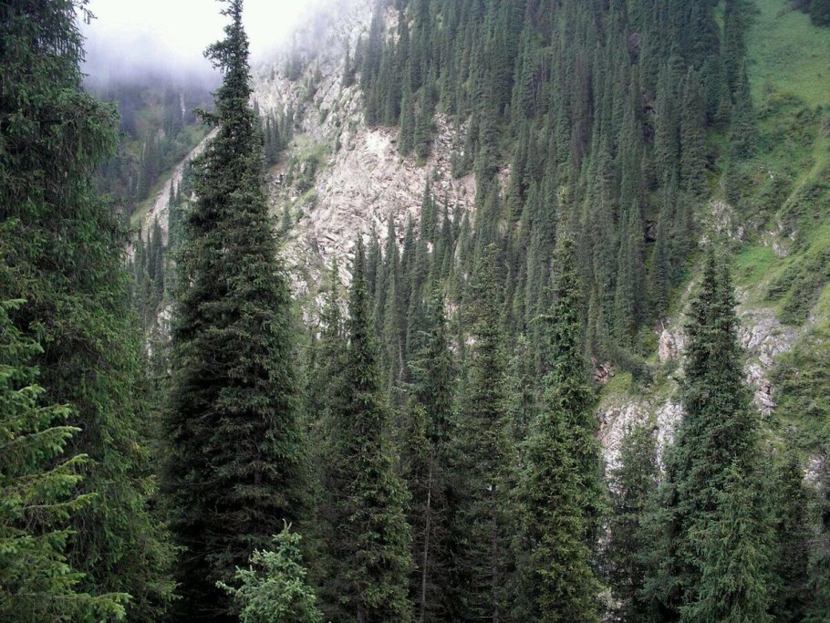 Ель Тянь-Шаньская