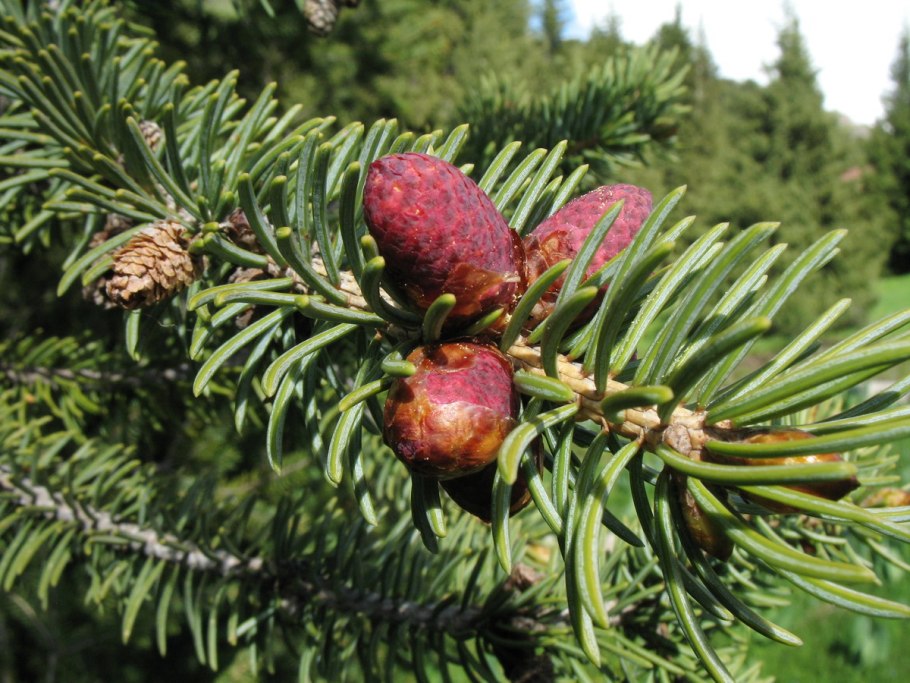 Тянь-Шаньская ель (Picea schrenkiana)
