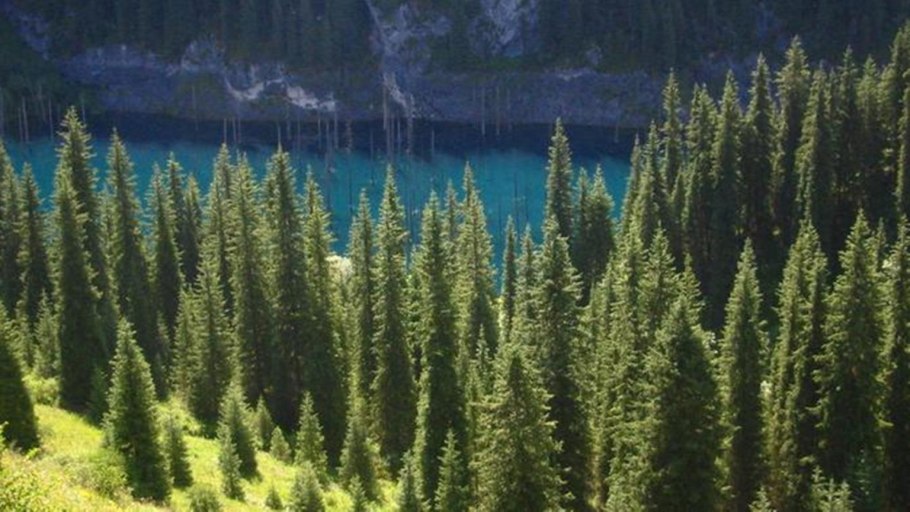 Ель Тянь-Шаньская