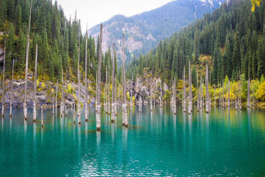 Ель Сербская Фрейя