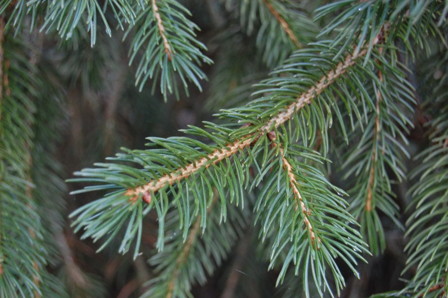 Ель Тяньшанская Шренка