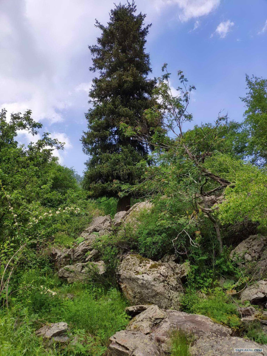 Тяньшанская ель голубая