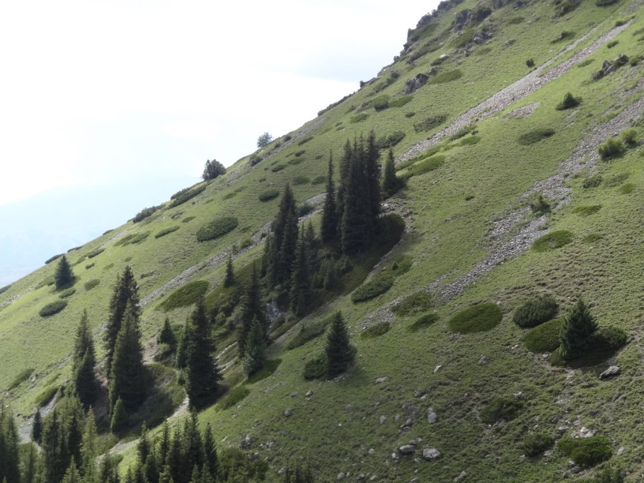 Ель Королева Тянь Шаня