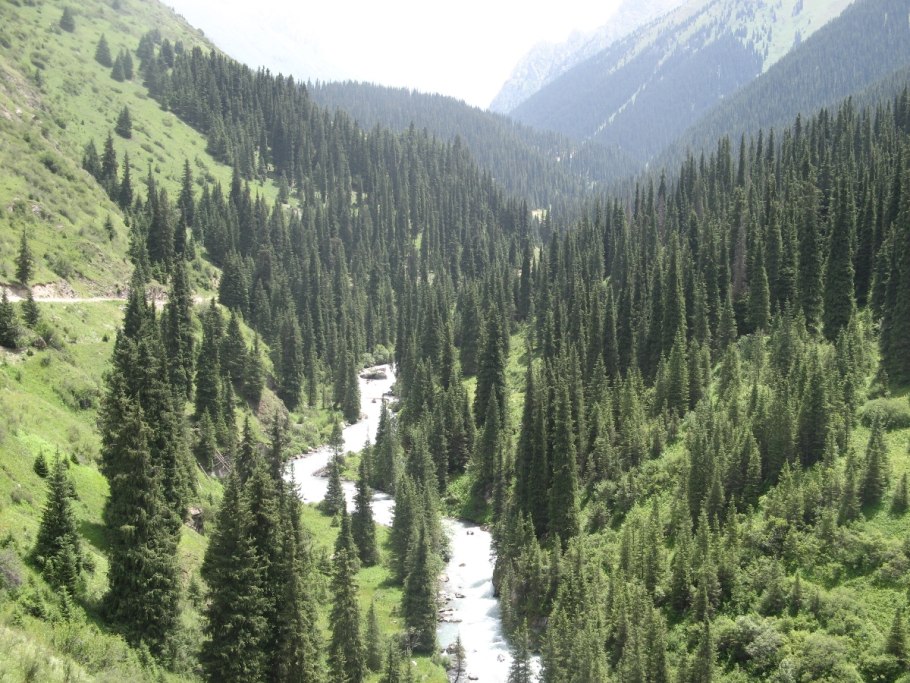 Ель обыкновенная (европейская) – Picea Abies