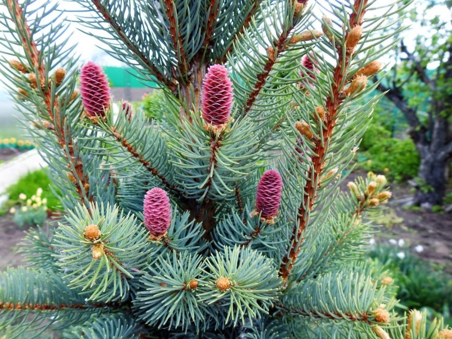 Picea Abies Aleksandra