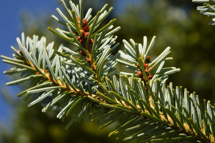 Ель Тянь-Шаньская шишка