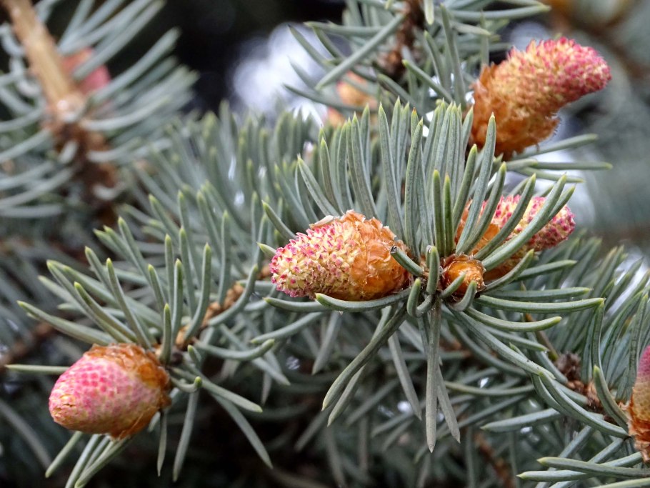 Ель красная picea rubens