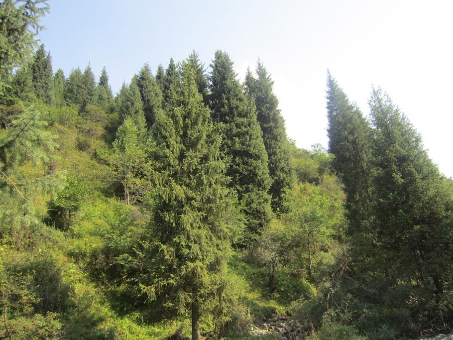 Тянь Шаньская пихта