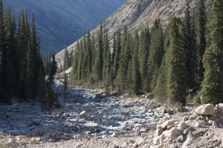 Ель Тянь-Шаньская Киргизии