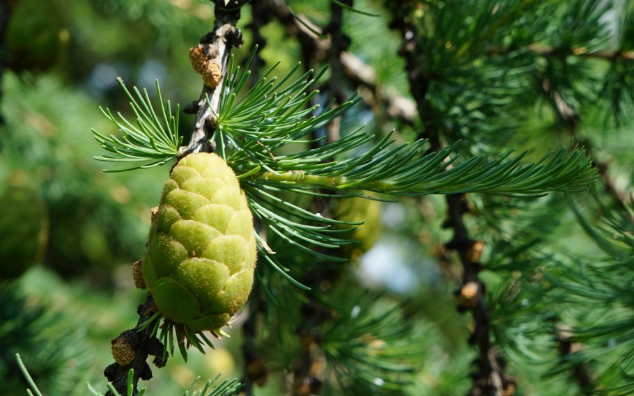 Джунгарский Алатау Сибирская пихта