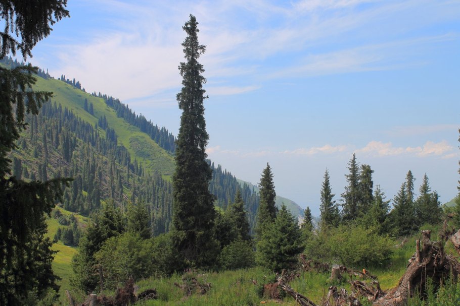 Ель Тянь-Шаньская