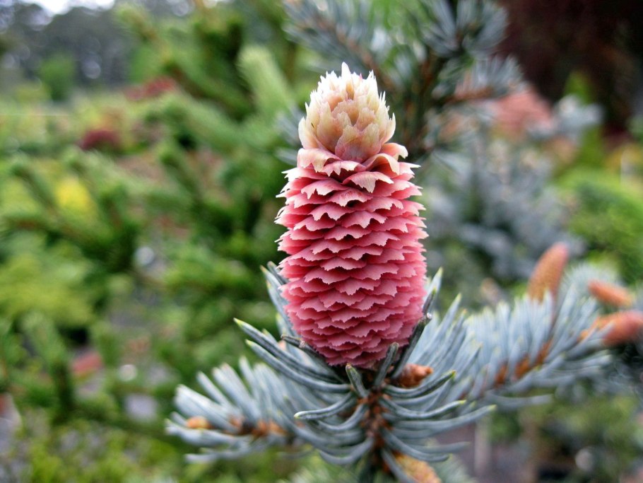 Ель Аянская голубая