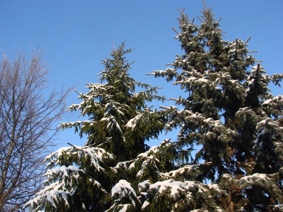 Picea glauca шишки