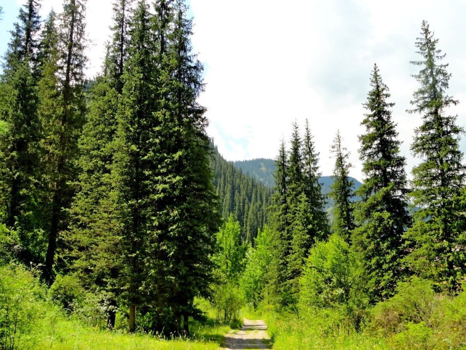 Ель Тянь-Шаньская