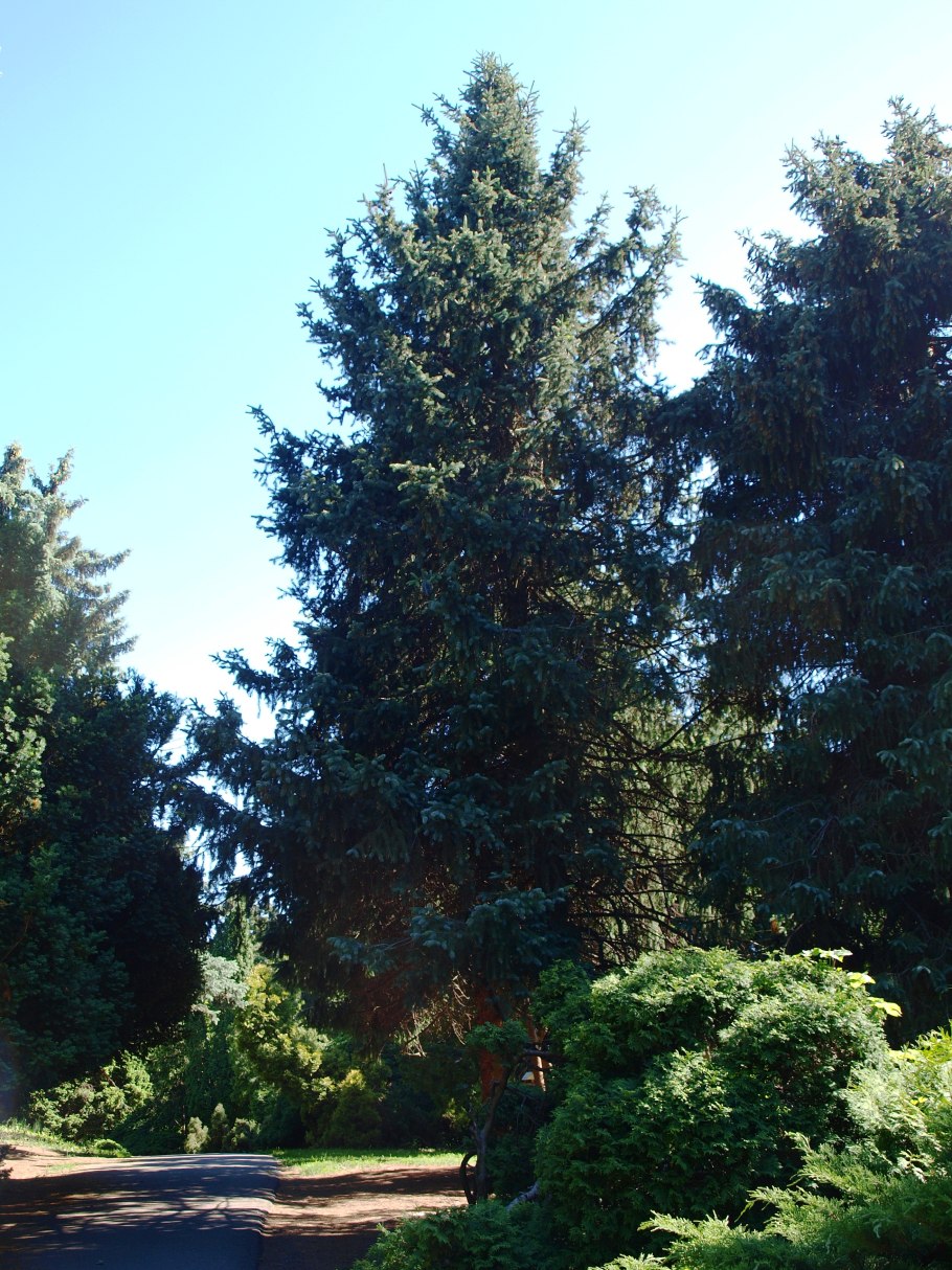 Ель европейская хвоинки