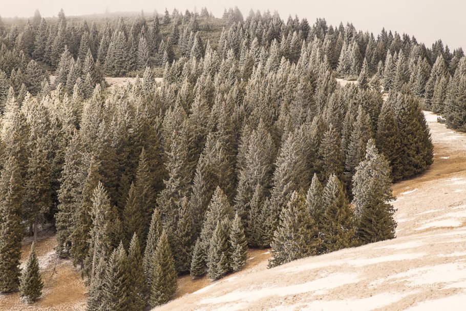 Ель Тяньшанская Шренка