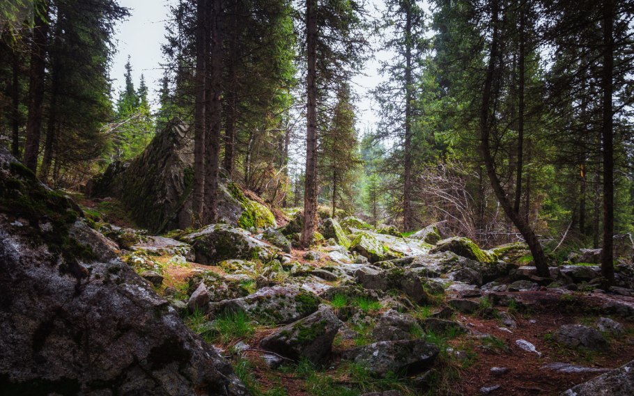 Ель обыкновенная микростробилы