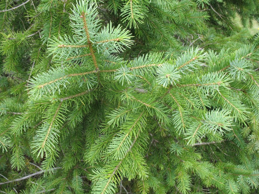 Ель корейская (picea koraiensis)