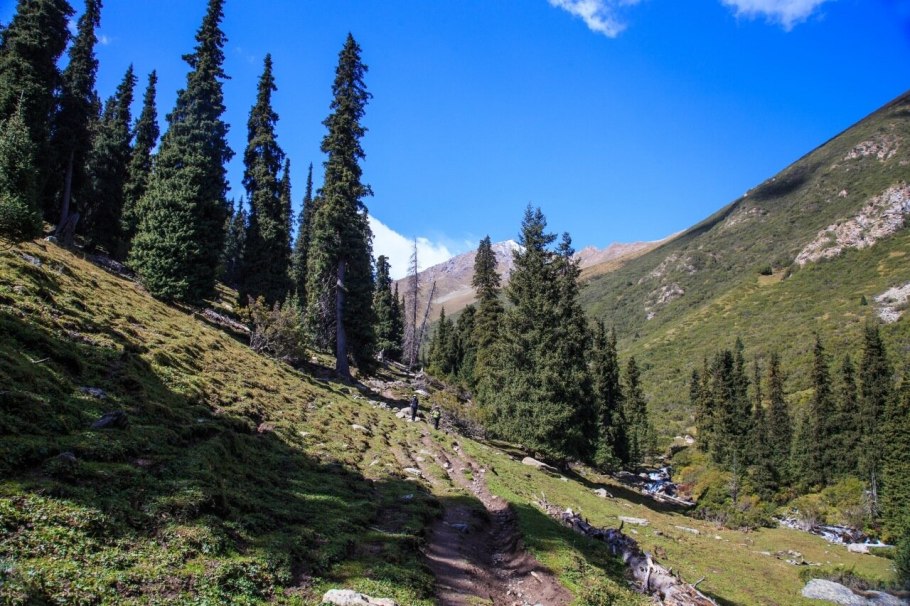 Ель Шренка шишки