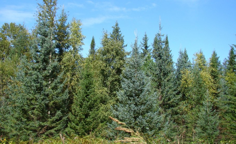 Ель сибирская глаука