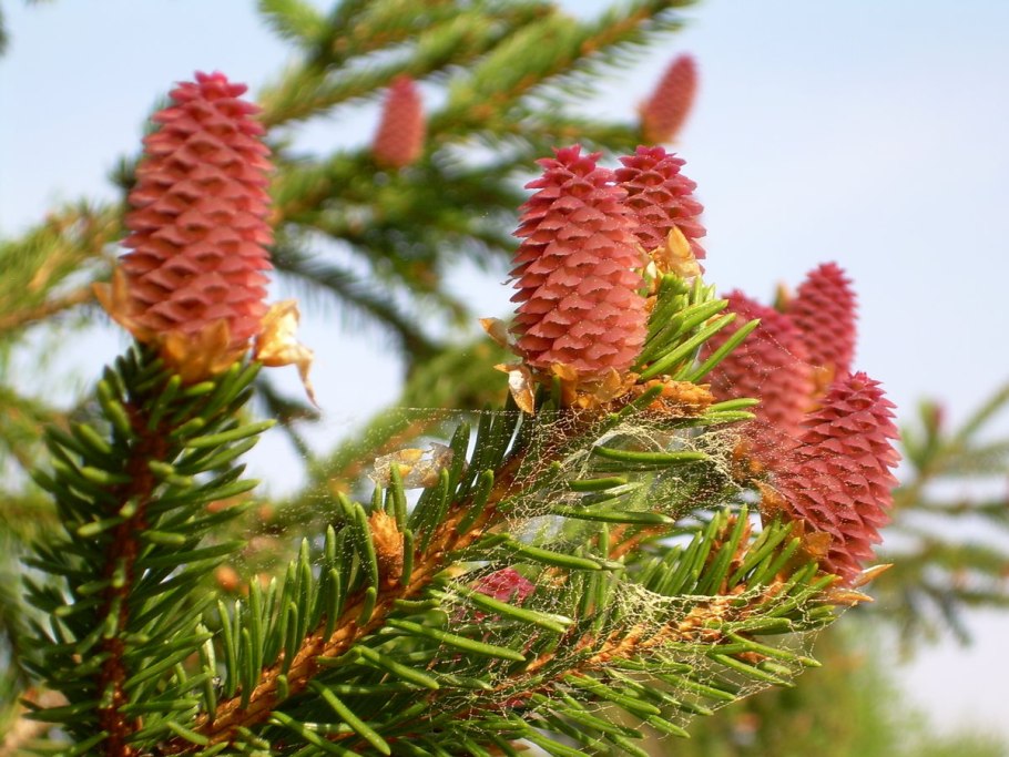 Ель Тянь-Шаньская