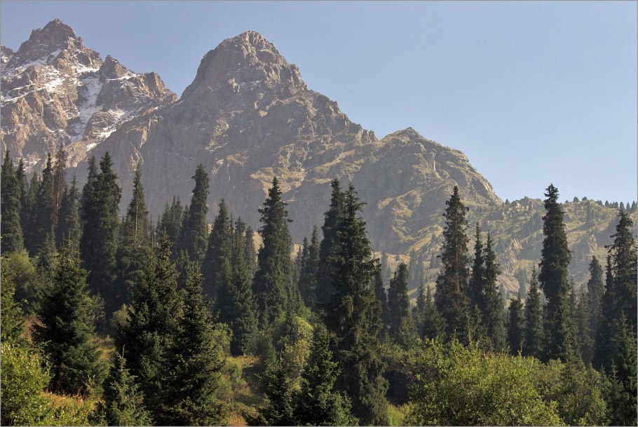 Тянь Шаньская пихта