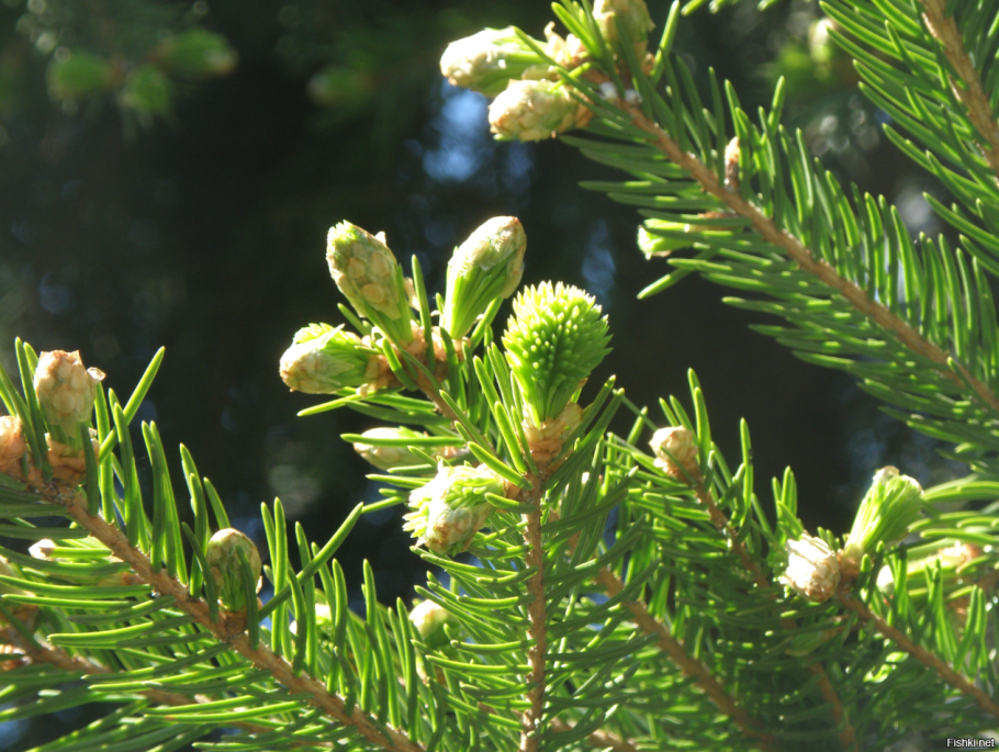Ель Аянская Нана