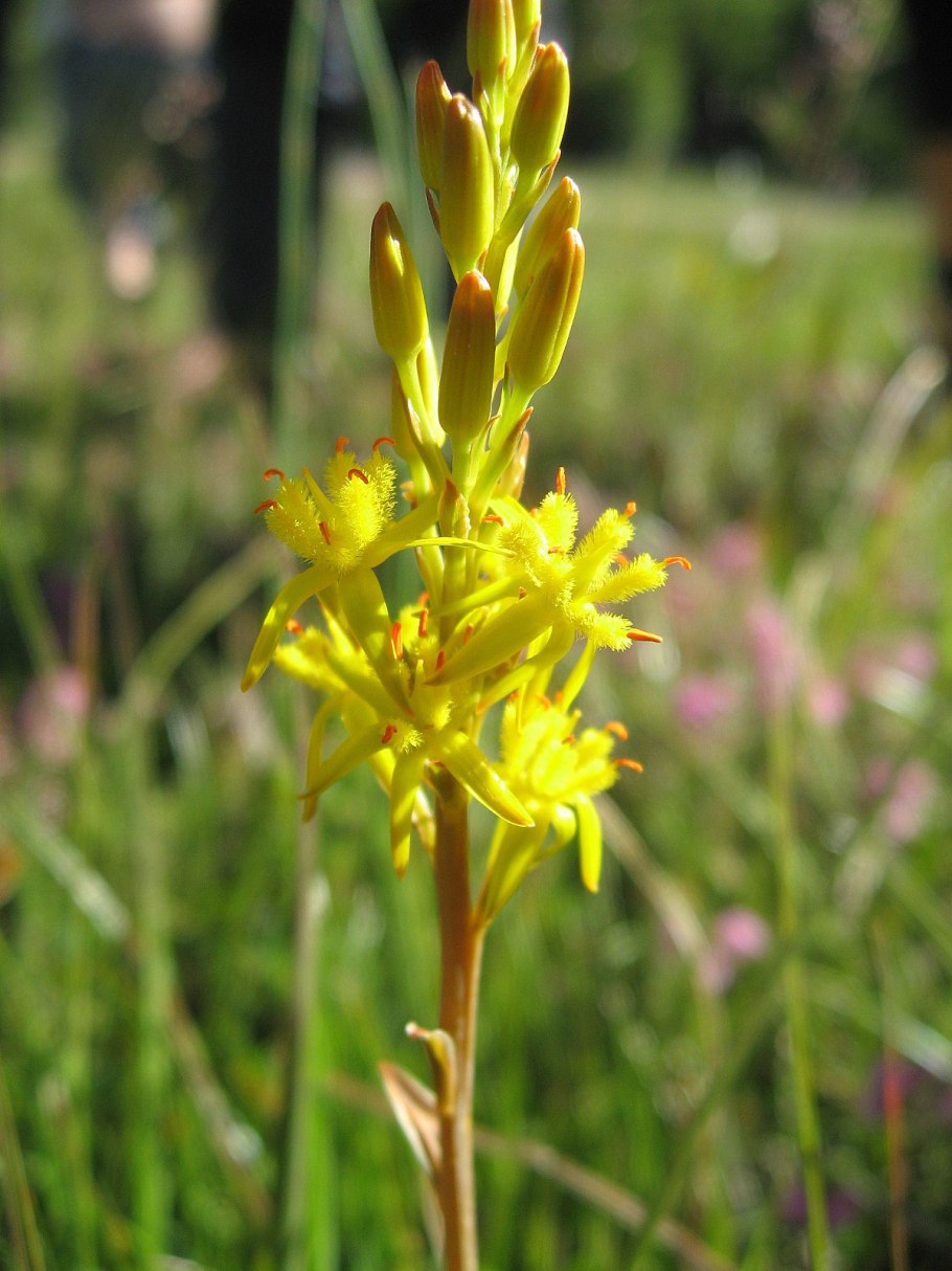 Нартециум растение