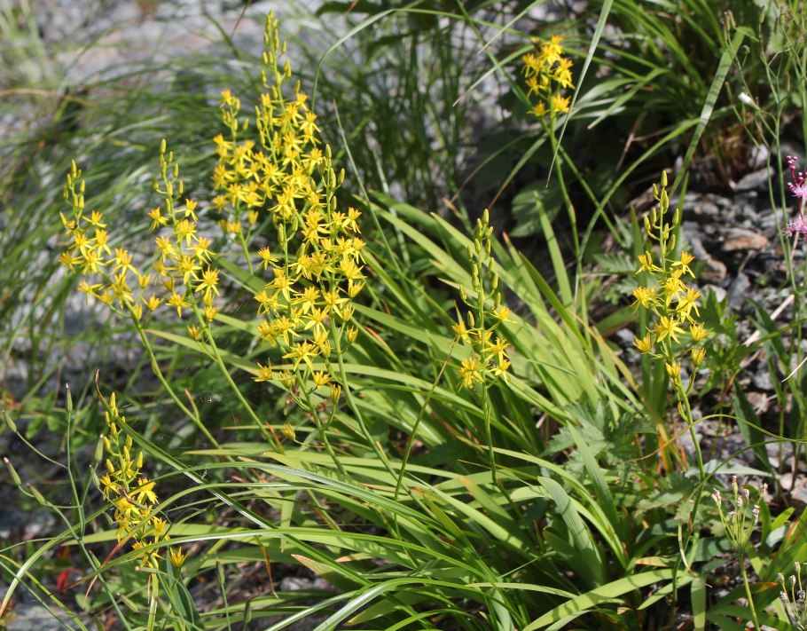 Асфоделина Кавказская