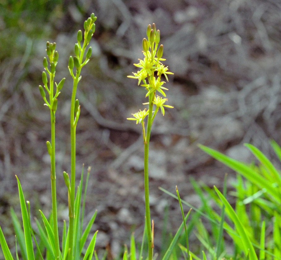 Нартециевые